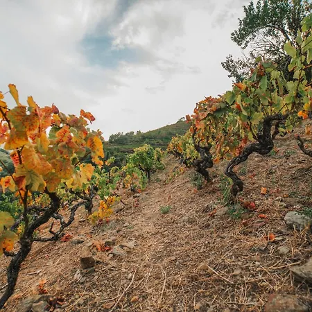 Ninho De Xisto - Natureza, Vinhas E Vistas *